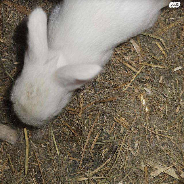 תמונת מודעה - חיות מחמד