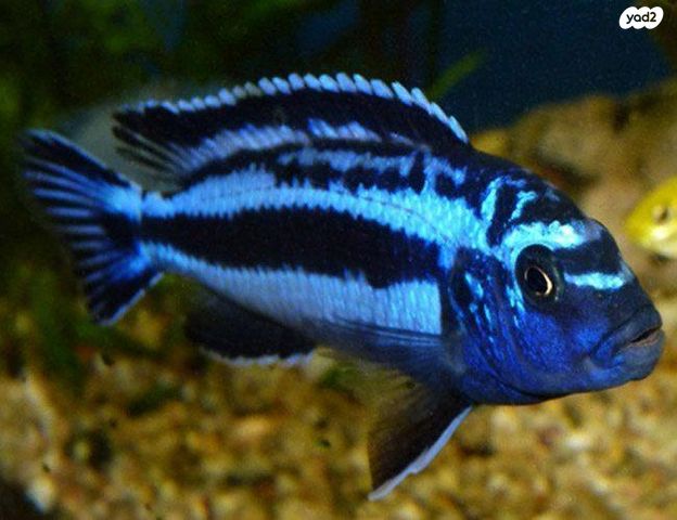 תמונת מודעה - חיות מחמד