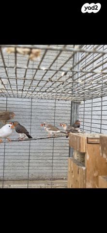 תמונת מודעה - חיות מחמד