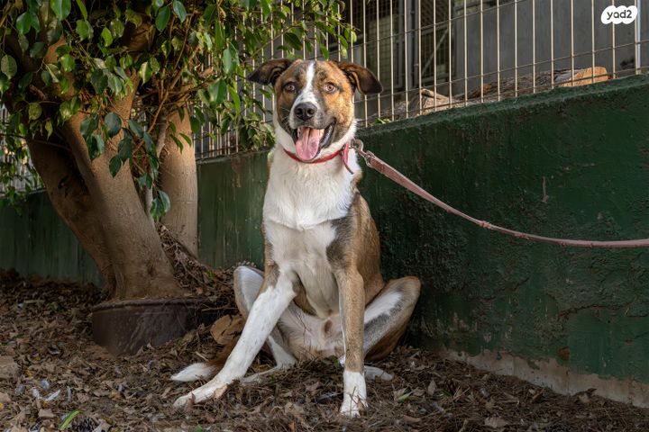 תמונת מודעה - חיות מחמד