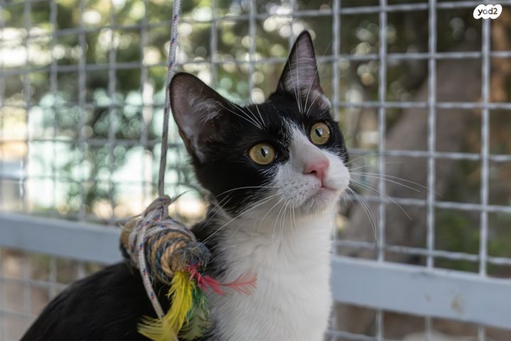 תמונת מודעה - חיות מחמד