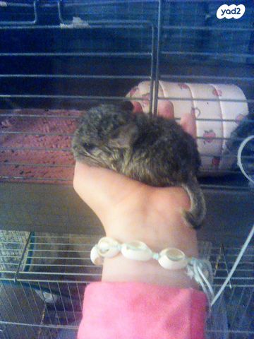 תמונת מודעה - חיות מחמד