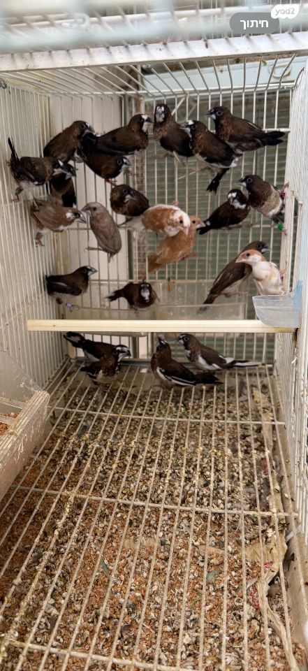 תמונת מודעה - חיות מחמד