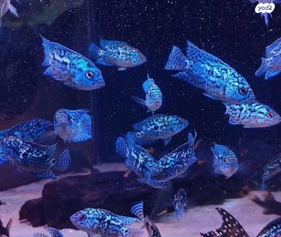 תמונת מודעה - חיות מחמד