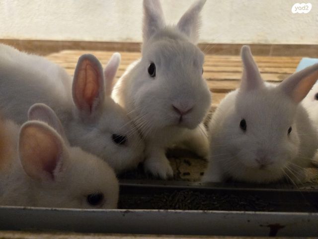 תמונת מודעה - חיות מחמד