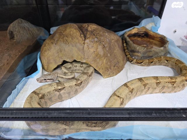 תמונת מודעה - חיות מחמד