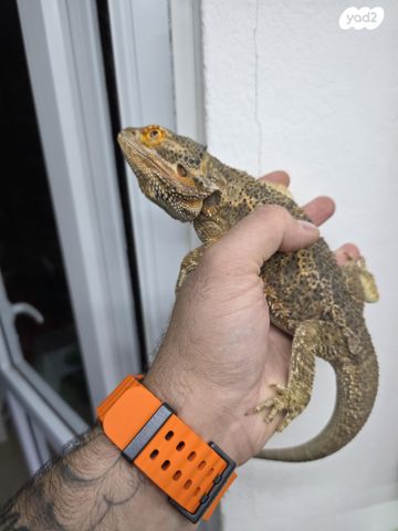 תמונת מודעה - חיות מחמד