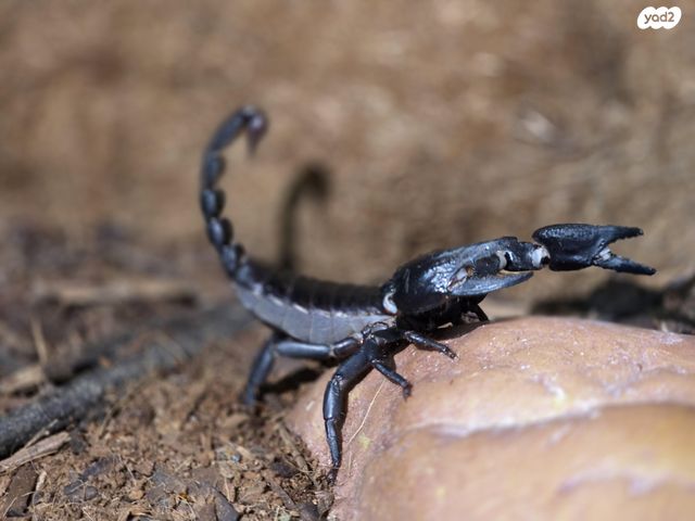 תמונת מודעה - חיות מחמד