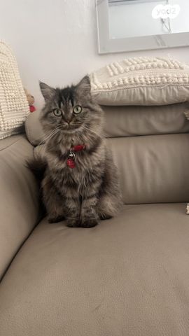 תמונת מודעה - חיות מחמד