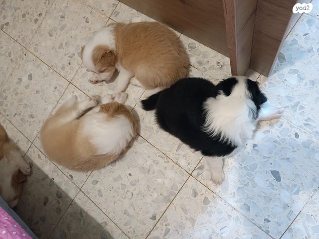 כלב בורדר קולי