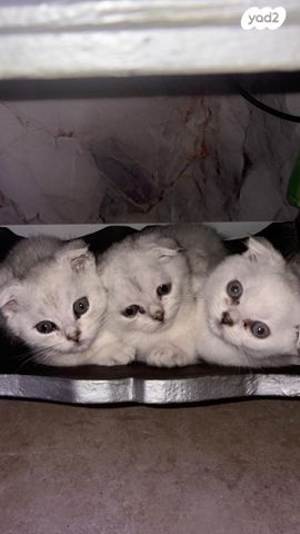 תמונת מודעה - חיות מחמד