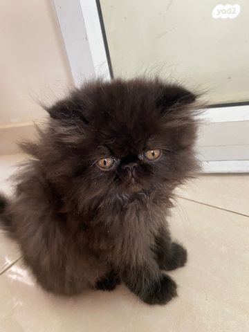 תמונת מודעה - חיות מחמד