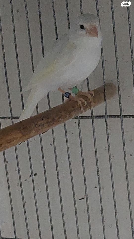 תמונת מודעה - חיות מחמד