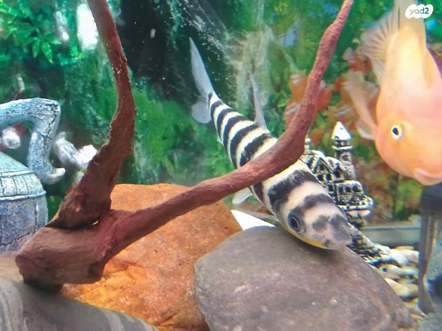 דג ציקלידים