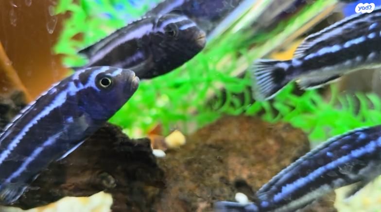 דג ציקלידים