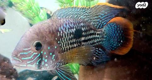 דג ציקלידים