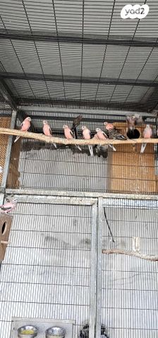 תוכי פרקיטים אוסטרלים