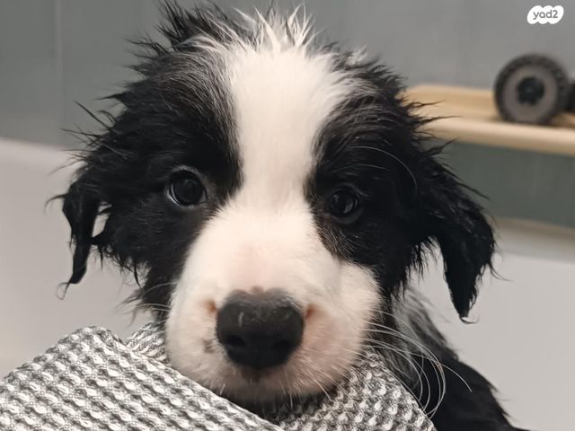 כלב בורדר קולי