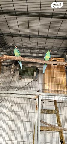 תוכי פרקיטים אוסטרלים