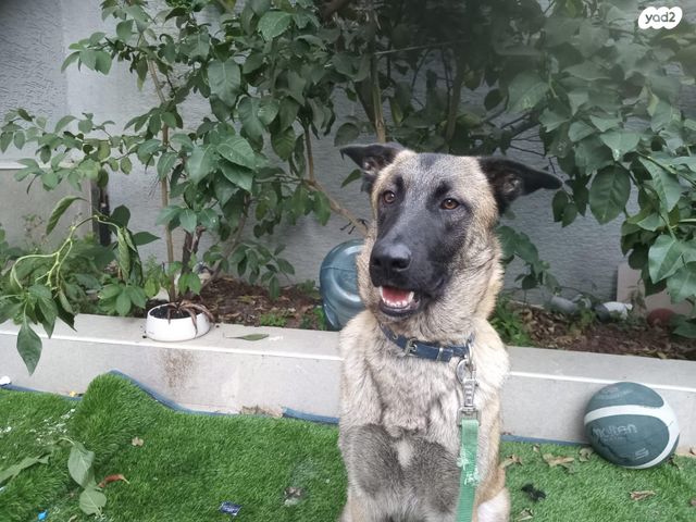 כלב רועה בלגי