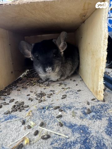 מכרסם צ'ינצ'ילה