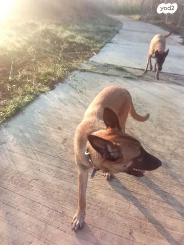 כלב רועה בלגי