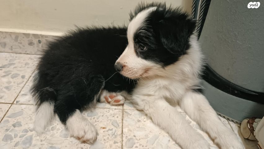 כלב בורדר קולי