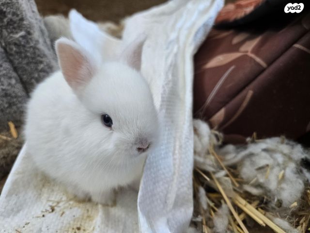 מכרסם ארנב ננסי