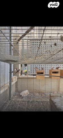 תוכי פינקים