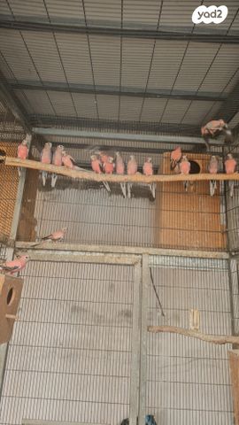 תוכי פרקיטים אוסטרלים