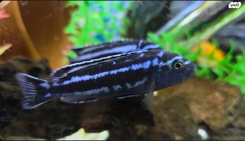 דג ציקלידים