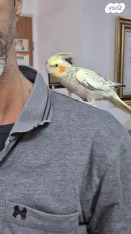 תוכי קוקוטייל