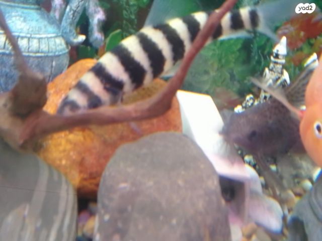 דג ציקלידים