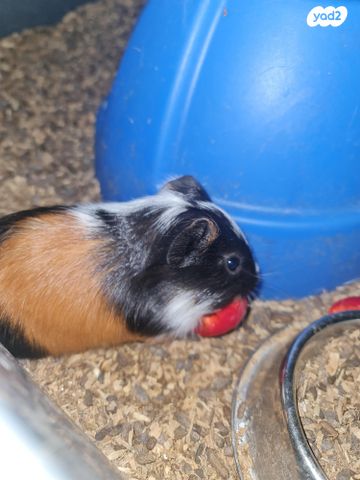 מכרסם שרקן \ קביה