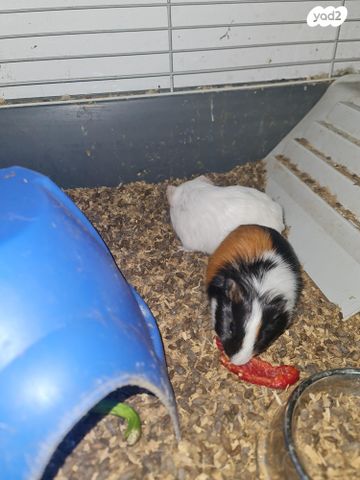 מכרסם שרקן \ קביה