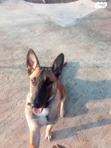 כלב רועה בלגי