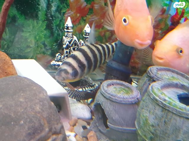 דג ציקלידים