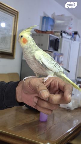 תוכי קוקוטייל