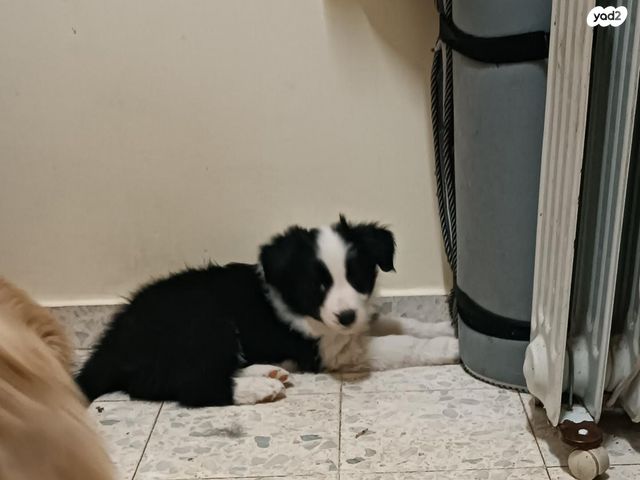 כלב בורדר קולי