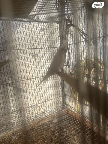 תוכי קוקוטייל