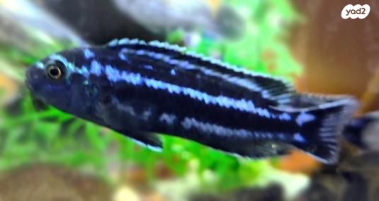 דג ציקלידים