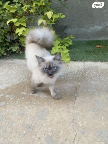 חתול הימלאיה