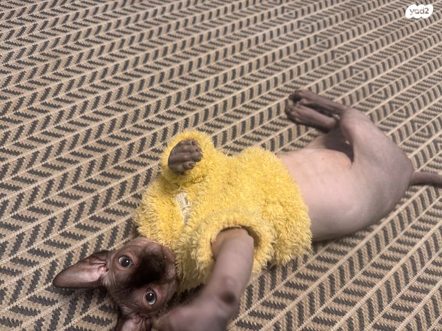 חתול ספינקס