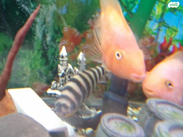 דג ציקלידים