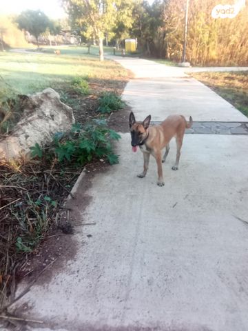 כלב רועה בלגי