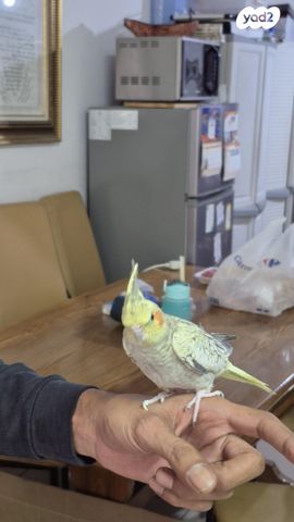 תוכי קוקוטייל