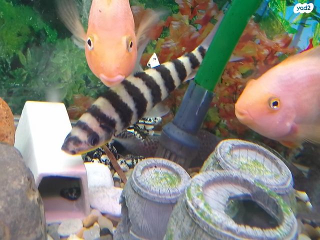 דג ציקלידים