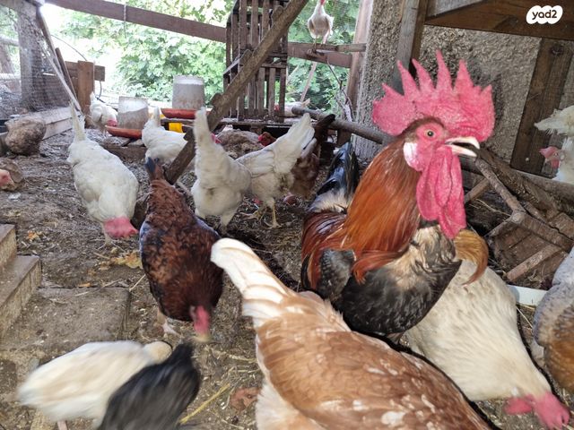 חיית משק בלאדי