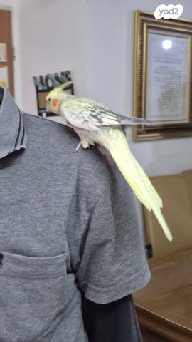 תוכי קוקוטייל