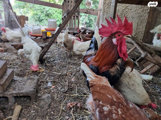 חיית משק בלאדי